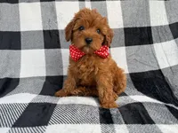 Bruno, a male Cavapoo for sale in Lakeland, FL – 8 of 9