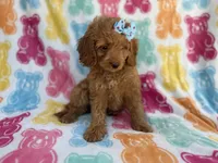 Truffles, a female Cockapoo for sale in Lakeland, FL – 8 of 8