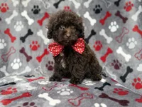 Benson, a male Shihpoo and Poodle - Miniature  for sale in Lakeland, FL – 2 of 10