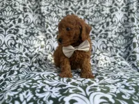 Leon, a male Goldendoodle for sale in Lakeland, FL – 10 of 10