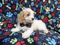 Larry, a male Cockapoo for sale in Lakeland, FL – 5 of 9