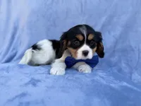 Goonie, a male Cavalier King Charles Spaniel for sale in Lakeland, FL – Photo 2 of 8