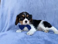 Goonie, a male Cavalier King Charles Spaniel for sale in Lakeland, FL – Photo 7 of 8