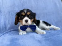 Goonie, a male Cavalier King Charles Spaniel for sale in Lakeland, FL – Photo 8 of 8