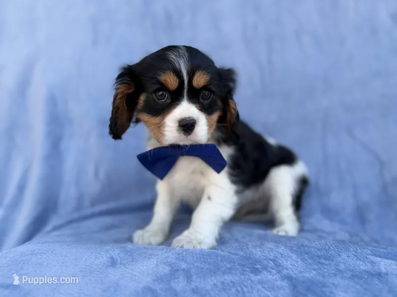 Goonie – Cavalier King Charles Spaniel puppy for sale in Lakeland, FL