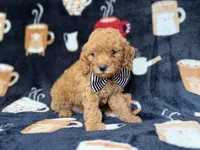 Lance, a male Cavapoo for sale in Lakeland, FL – 6 of 8