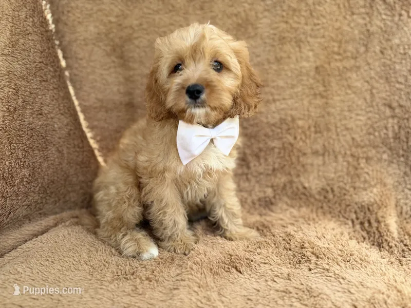 Crook – Cavapoo puppy for sale in Lakeland, FL