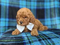 Cody, a male Cavapoo and Poodle - Miniature  for sale in Lakeland, FL – 5 of 9