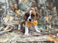 Denver, a male Jack Russell Terrier and Cavalier King Charles Spaniel for sale in Lakeland, FL – 5 of 8