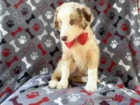 Browser, a male Miniature Australian Shepherd for sale in Lakeland, FL – 4 of 8