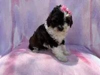 Fern, a female Cockapoo for sale in Lakeland, FL – 7 of 7