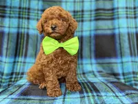 Scooby, a male Miniature Goldendoodle for sale in Lakeland, FL – 10 of 10