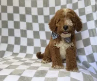 Cosmo, a male Miniature Goldendoodle for sale in Lakeland, FL – 7 of 8