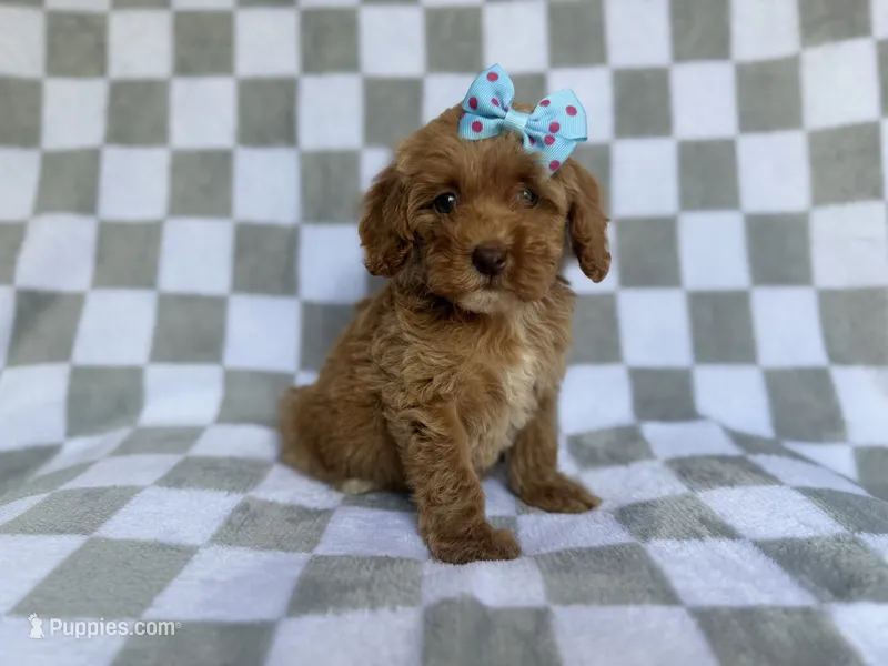Fancy – Cockapoo, Poodle - Miniature  puppy for sale in Lakeland, FL
