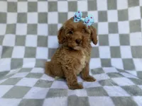 Fancy, a female Cockapoo and Poodle - Miniature  for sale in Lakeland, FL – 1 of 8