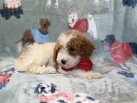 Tater, a male Poodle - Miniature  for sale in Lakeland, FL – 9 of 10