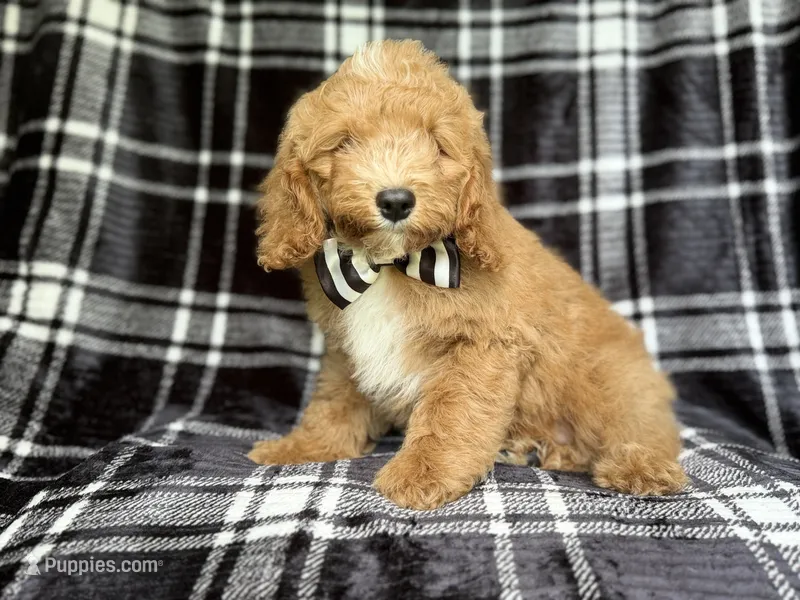 Willie – Cockapoo puppy for sale in Lakeland, FL
