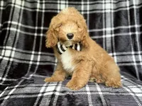 Willie, a male Cockapoo for sale in Lakeland, FL – 1 of 10