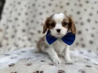 Owen, a male Cavalier King Charles Spaniel for sale in Lakeland, FL – Photo 7 of 9