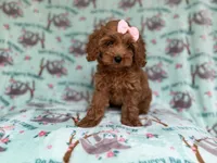 Remi, a female Cockapoo and Poodle - Miniature  for sale in Lakeland, FL – 6 of 8