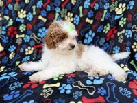 Candy, a female Poodle - Miniature  for sale in Lakeland, FL – 4 of 7