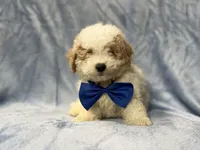 Hercules, a male Bichpoo for sale in Lakeland, FL – 3 of 9