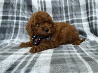 Snickers, a male Miniature Goldendoodle for sale in Lakeland, FL – 2 of 9
