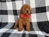 Bruno, a male Cavapoo for sale in Lakeland, FL – 7 of 9