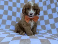 Larry, a male Goldendoodle and Poodle - Miniature  for sale in Lakeland, FL – 8 of 8