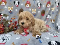 Sonny, a male Poochon for sale in Lakeland, FL – Photo 6 of 7