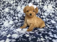 Fergi, a female Cockapoo and Poodle - Miniature  for sale in Lakeland, FL – 2 of 8