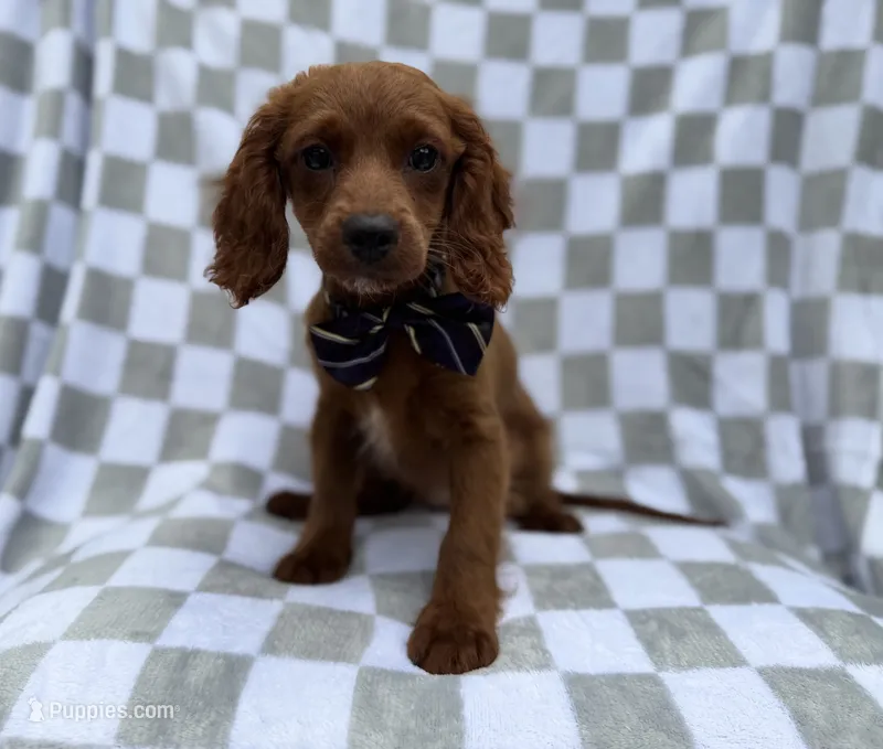 Domino – Cavapoo puppy for sale in Lakeland, FL