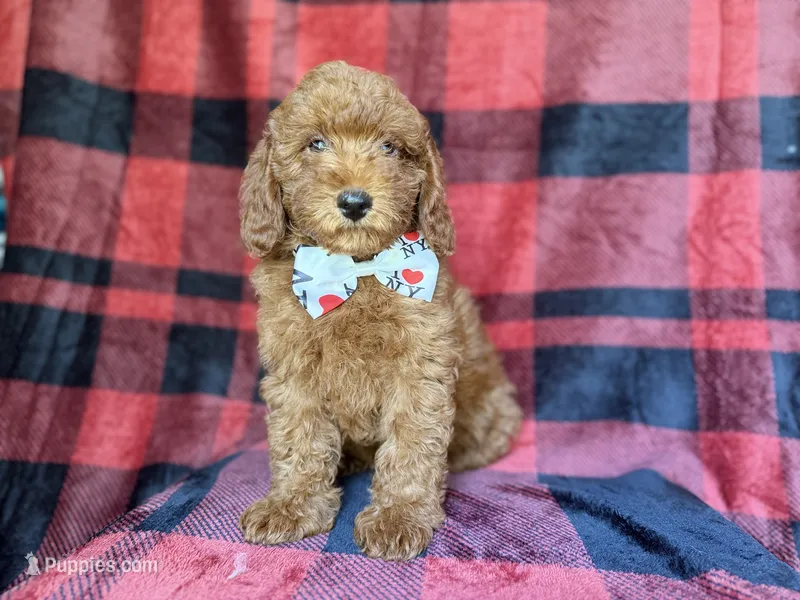 Samuel – Poodle - Miniature  puppy for sale in Lakeland, FL