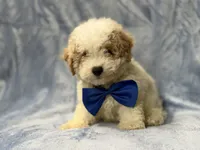 Hercules, a male Bichpoo for sale in Lakeland, FL – 7 of 9
