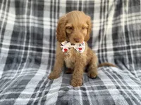 Trout, a male Cockapoo for sale in Lakeland, FL – 4 of 8