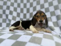 Winston, a male Beagle for sale in Lakeland, FL – 4 of 9