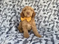 Toby, a male Cockapoo for sale in Lakeland, FL – 8 of 8