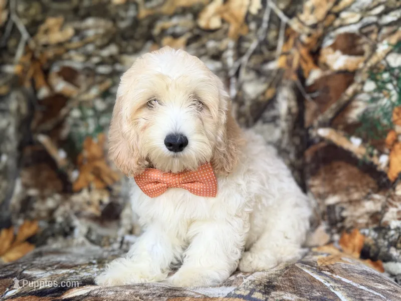 Ollie – Cockapoo puppy for sale in Lakeland, FL