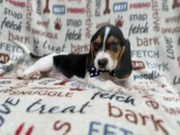 Waylon, a male Beagle for sale in Lakeland, FL – 3 of 9