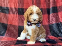 Twix, a male Poodle - Miniature  for sale in Lakeland, FL – 1 of 9