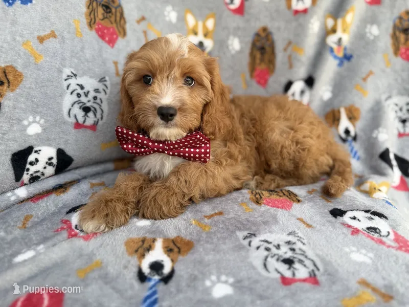 Chance – Cavapoo puppy for sale in Lakeland, FL