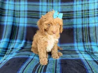 Trixie, a female Cockapoo for sale in Lakeland, FL – 4 of 9