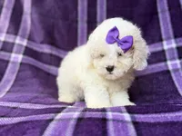 Hope, a female Bichpoo for sale in Lakeland, FL – 4 of 9