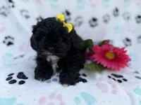 Nelly, a female Shih Tzu and Poodle - Miniature  for sale in Lakeland, FL – Photo 4 of 8