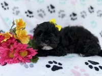 Nelly, a female Shih Tzu and Poodle - Miniature  for sale in Lakeland, FL – Photo 5 of 8