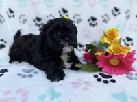 Nelly, a female Shih Tzu and Poodle - Miniature  for sale in Lakeland, FL – Photo 7 of 8