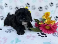 Nelly, a female Shih Tzu and Poodle - Miniature  for sale in Lakeland, FL – Photo 3 of 8