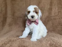 Pierce, a male Poodle - Miniature  for sale in Lakeland, FL – 3 of 8