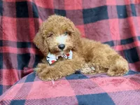 Peter, a male Cockapoo for sale in Lakeland, FL – 7 of 9