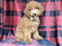 Peter, a male Cockapoo for sale in Lakeland, FL – 2 of 9
